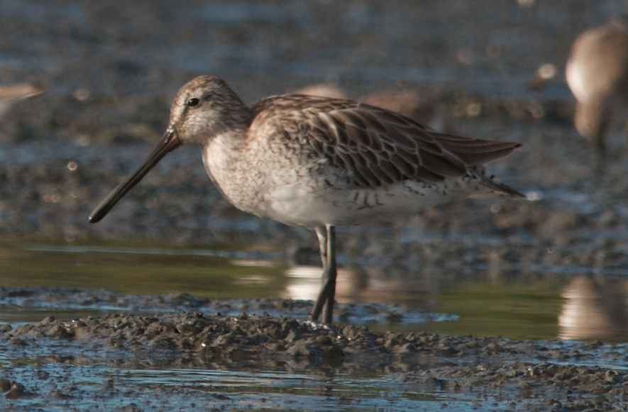 Asian Dowitcher - ML280885961