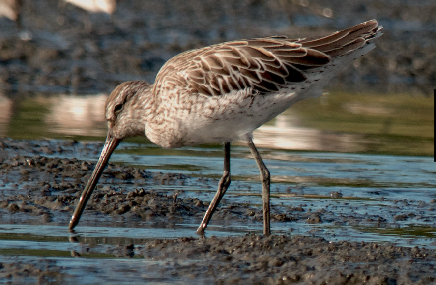 Asian Dowitcher - ML280885971