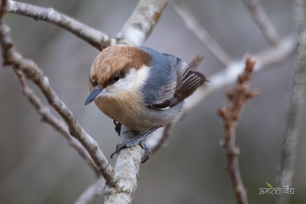Brown-headed Nuthatch - ML280885981