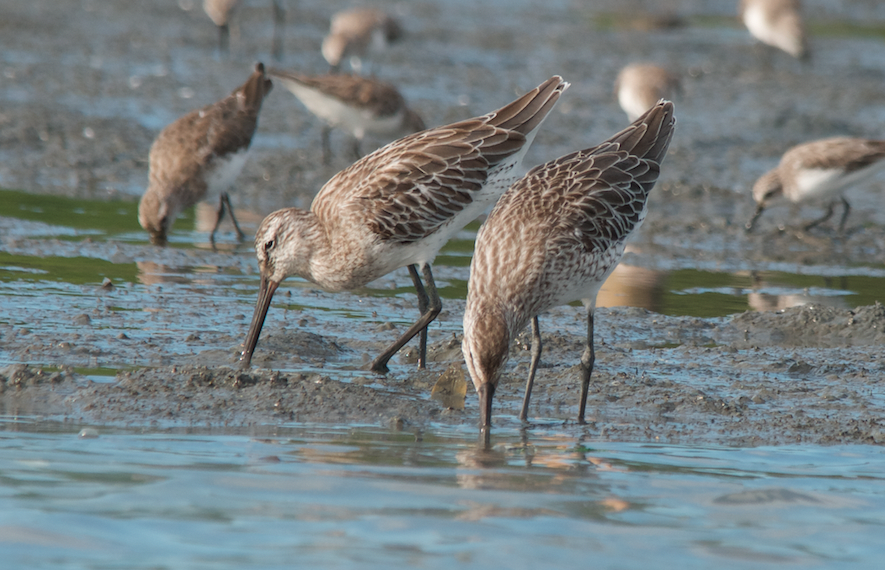 Asian Dowitcher - ML280885991