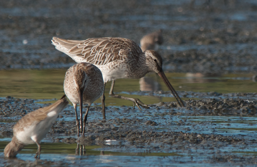 Asian Dowitcher - ML280886001