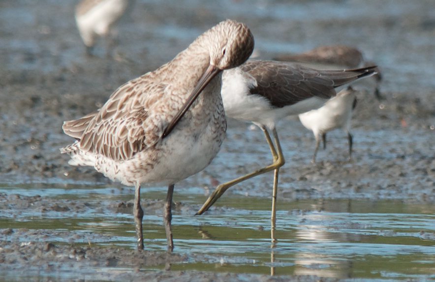 Asian Dowitcher - ML280886011