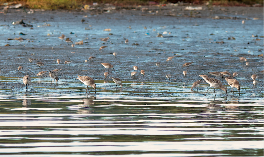Asian Dowitcher - ML280886021