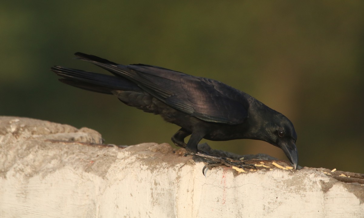 Large-billed Crow (Indian Jungle) - ML280890841