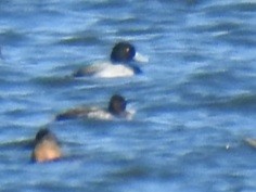 Greater Scaup - ML280891621
