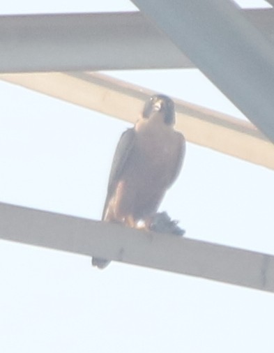 Peregrine Falcon (Shaheen) - ML280893111