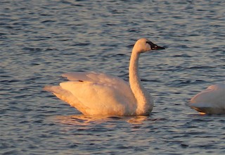 Tundra Swan, ML280893991
