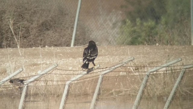 Greater Spotted Eagle - ML280898251