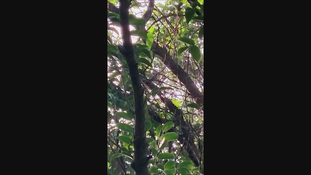 Yellow-crowned Woodpecker - ML280900071