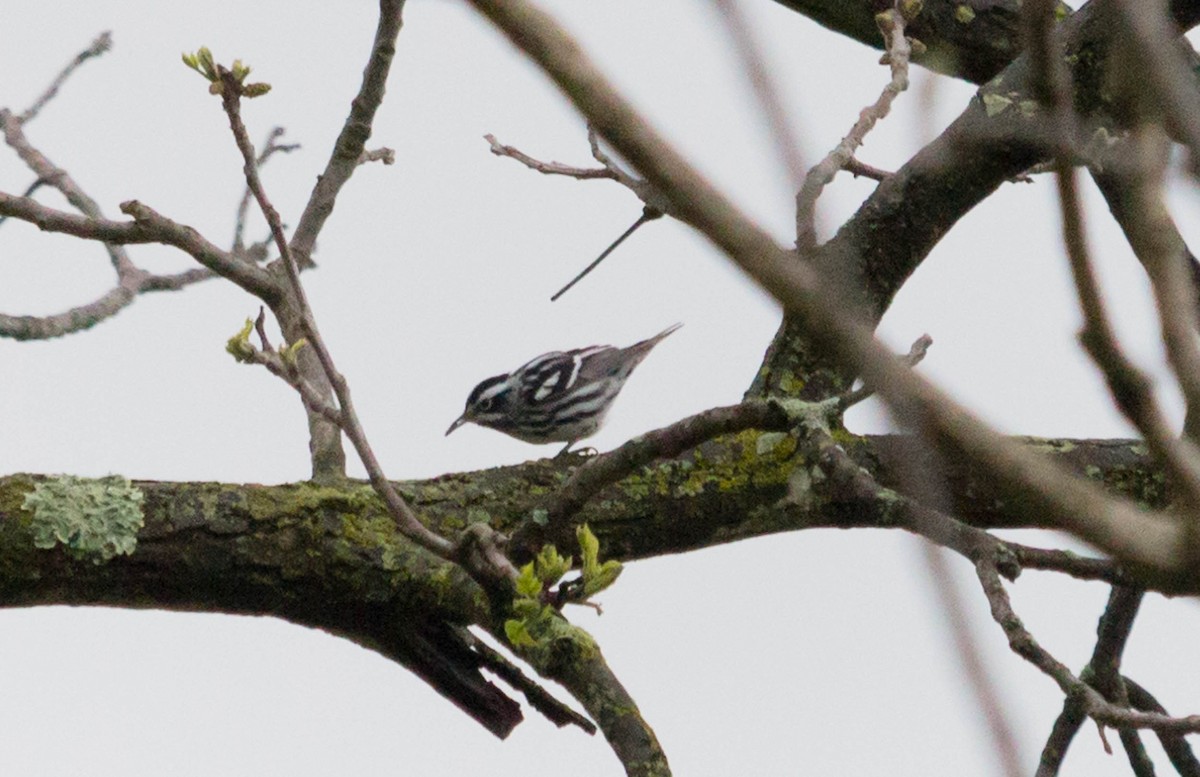 Black-and-white Warbler - ML28090071