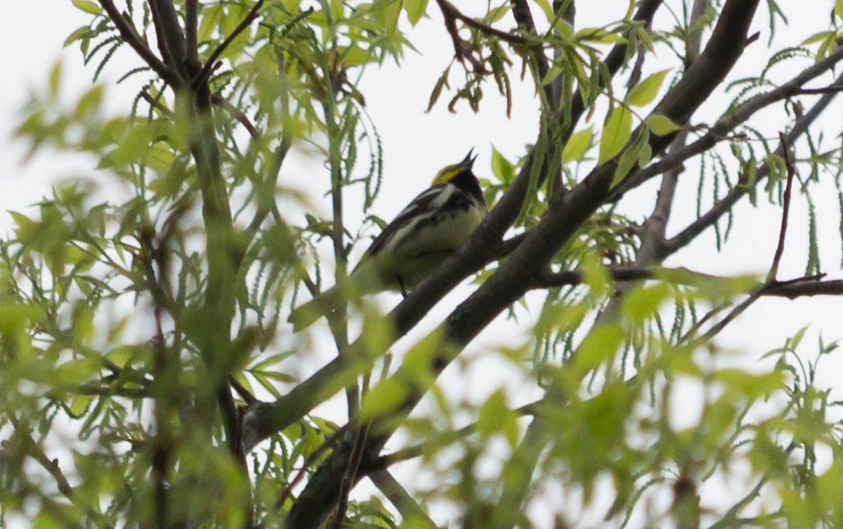 Black-throated Green Warbler - ML28090211