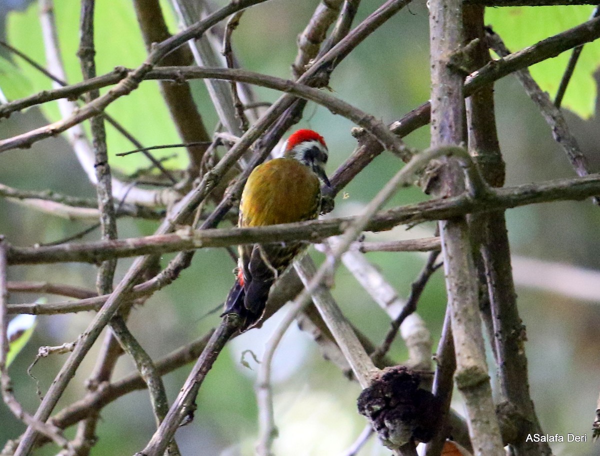 Abyssinian Woodpecker - Fanis Theofanopoulos (ASalafa Deri)