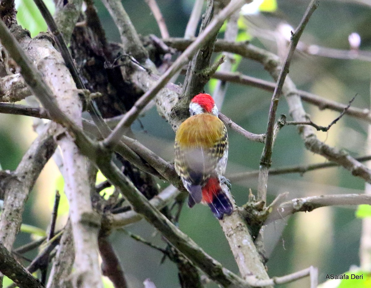 Abyssinian Woodpecker - ML280903451