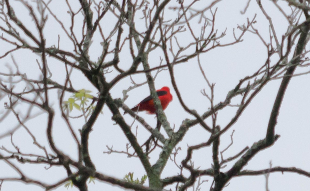 Scarlet Tanager - ML28090631