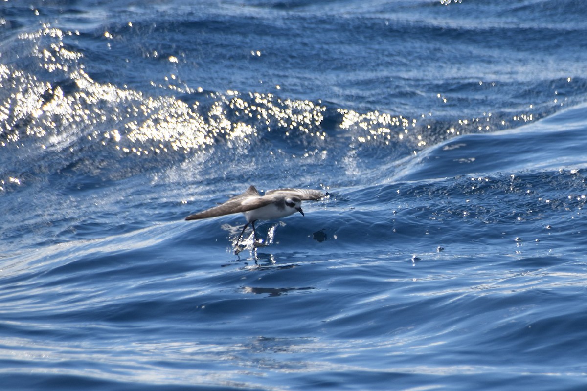 White-faced Storm-Petrel - ML280907251