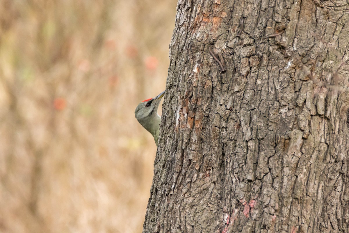 Gray-headed Woodpecker - Honza Grünwald