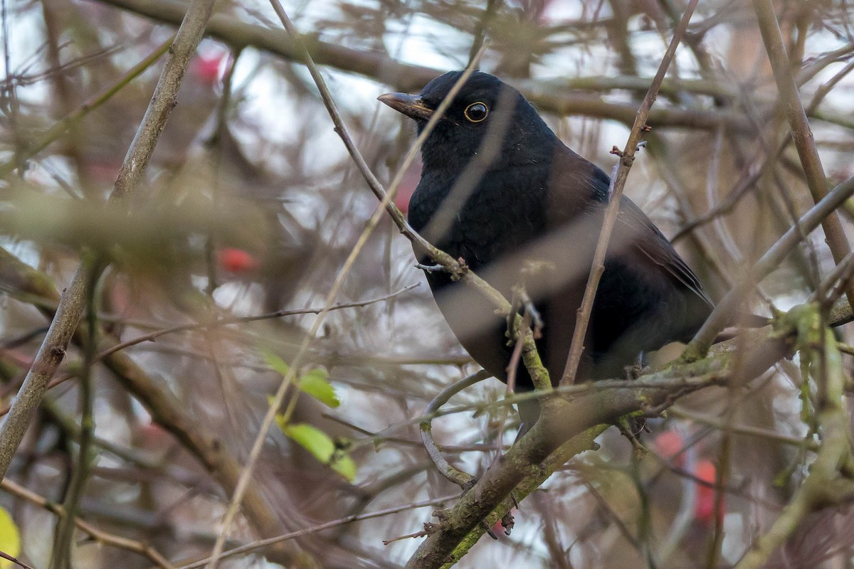 Eurasian Blackbird - Honza Grünwald
