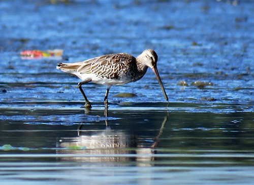 Asian Dowitcher - ML280909361