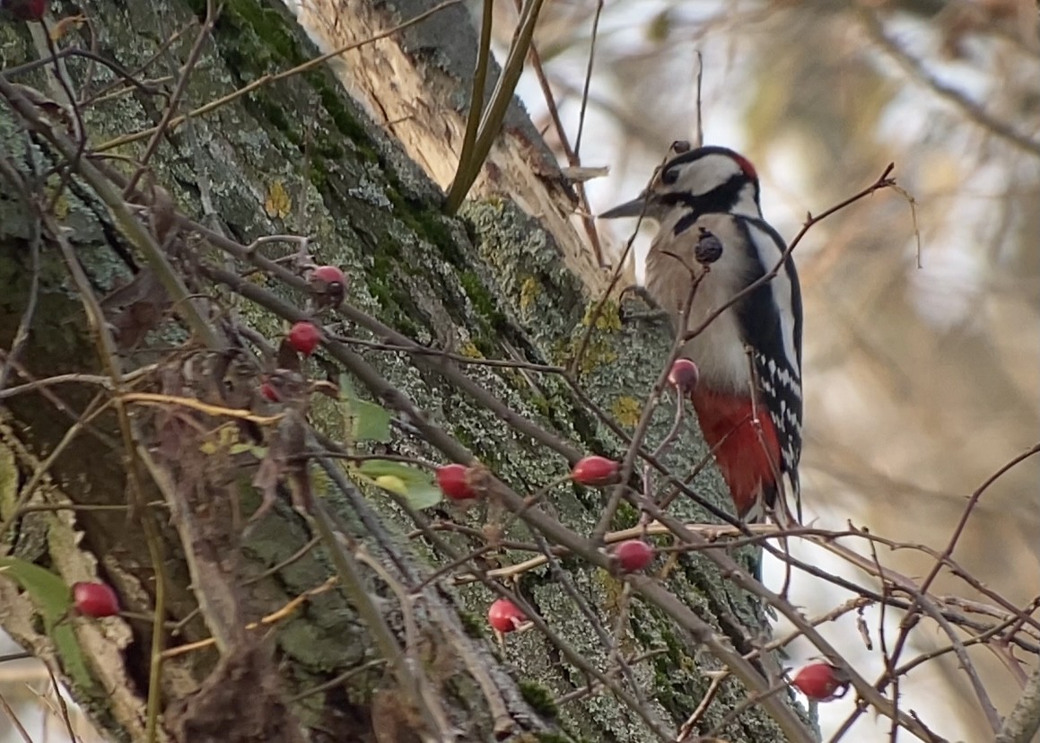 Great Spotted Woodpecker - Jakub Macháň