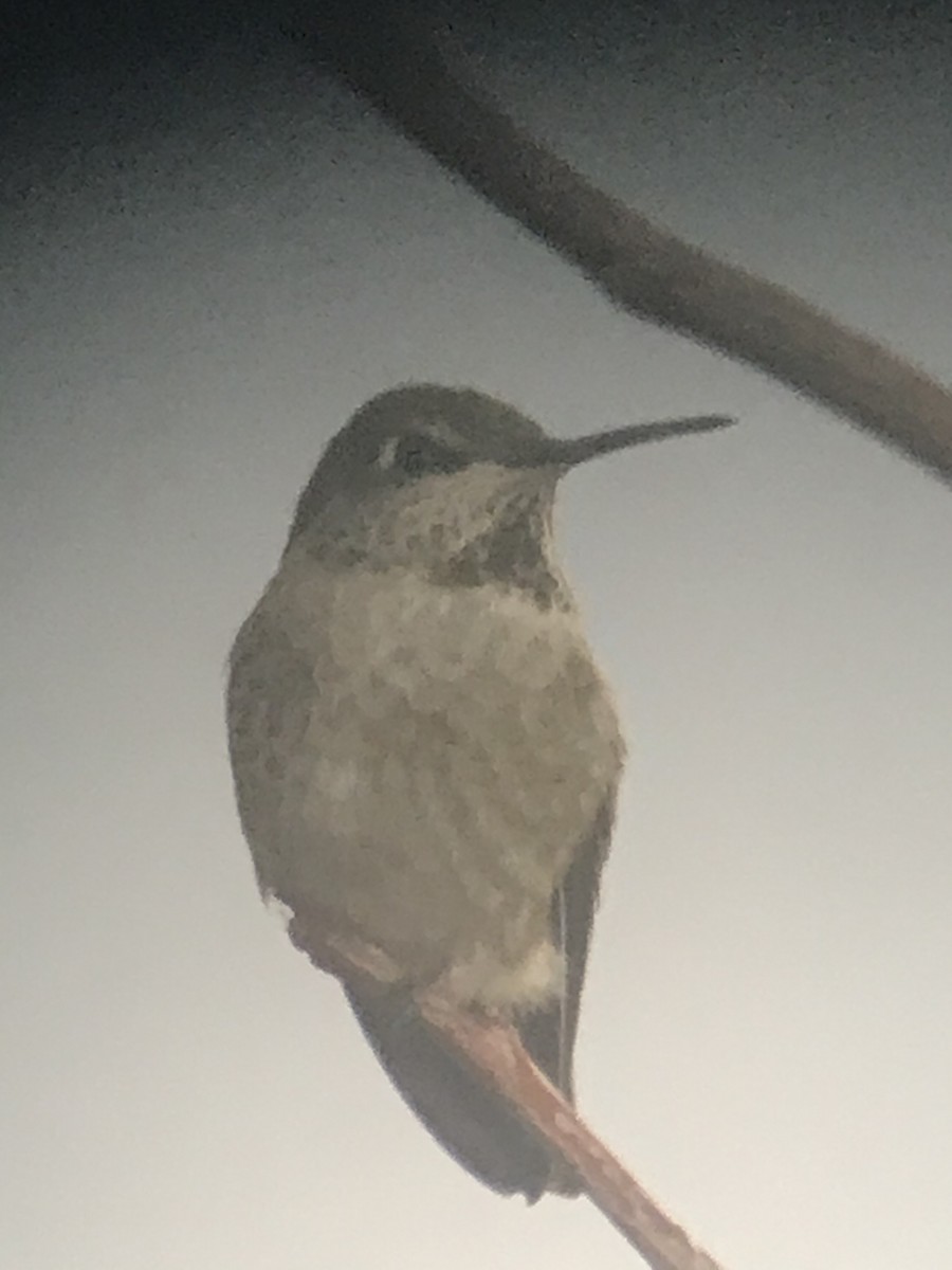 Anna's Hummingbird - ML280916571
