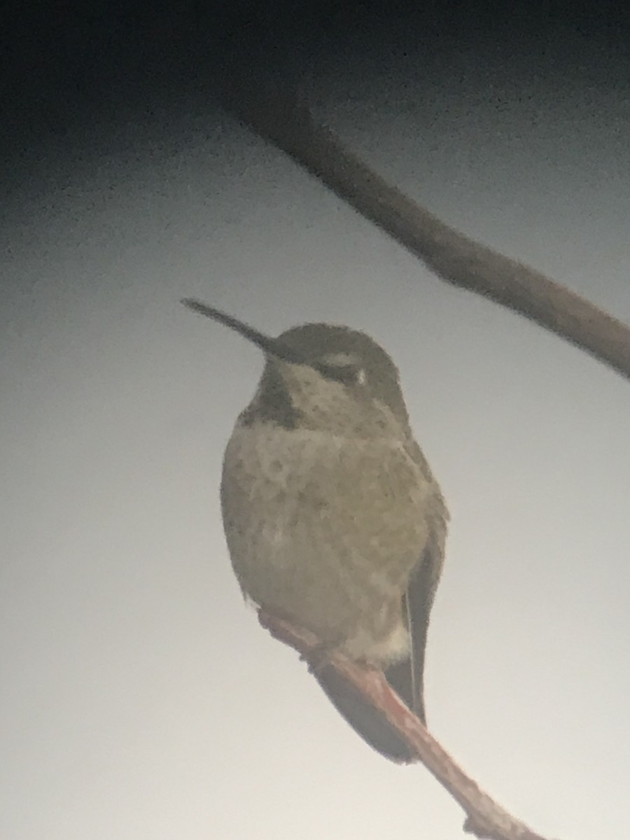 Anna's Hummingbird - ML280916581