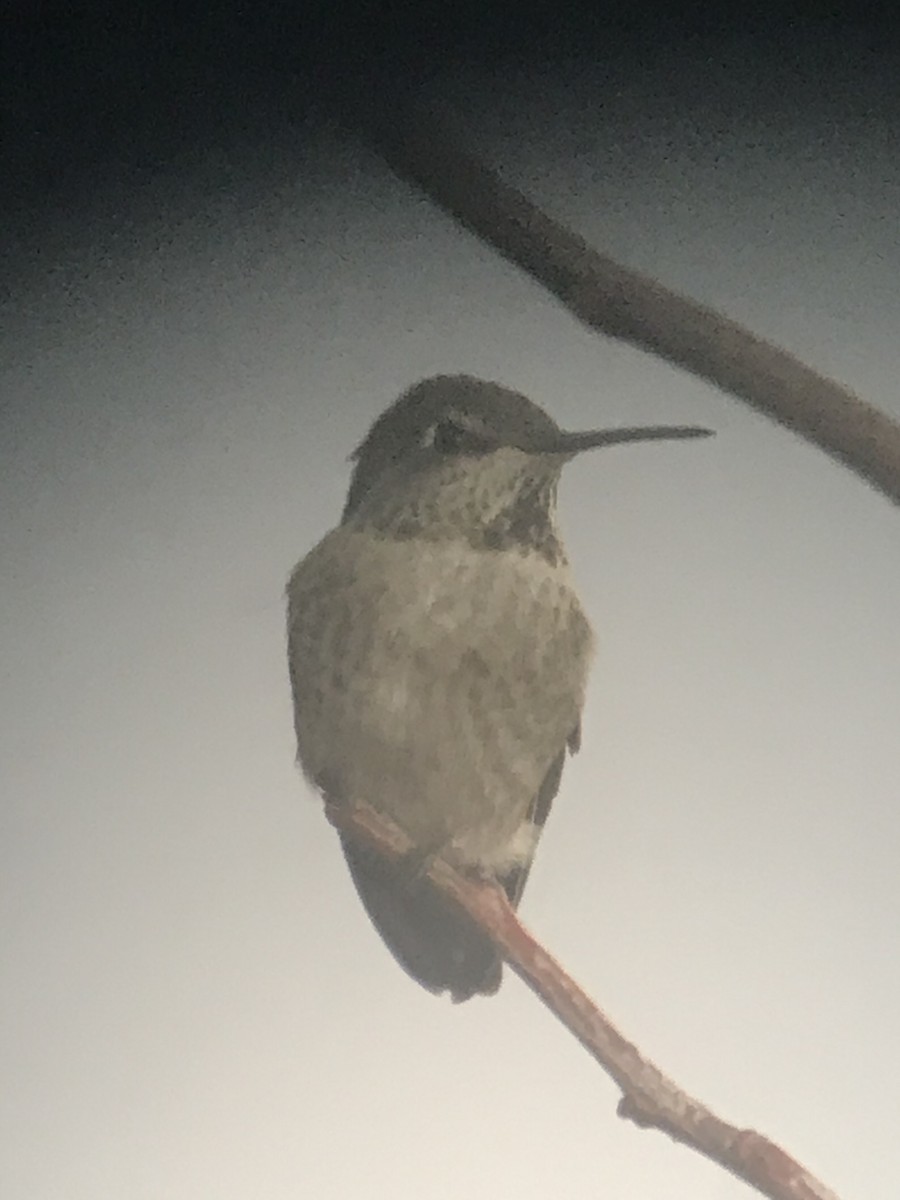 Anna's Hummingbird - ML280916591