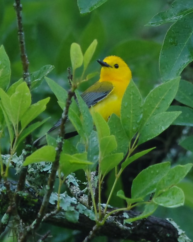 Prothonotary Warbler - ML28092971