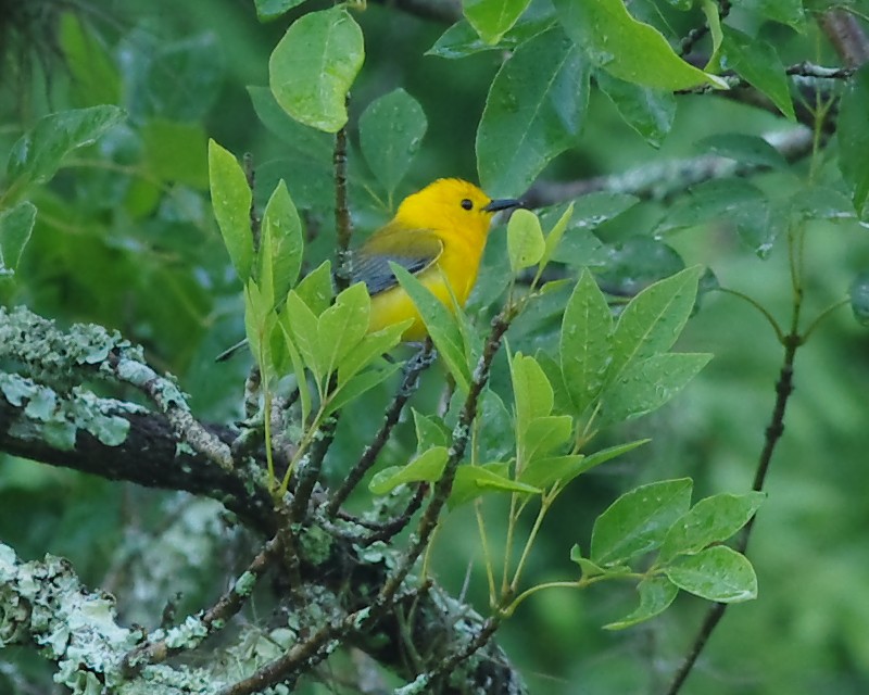 Prothonotary Warbler - ML28092981