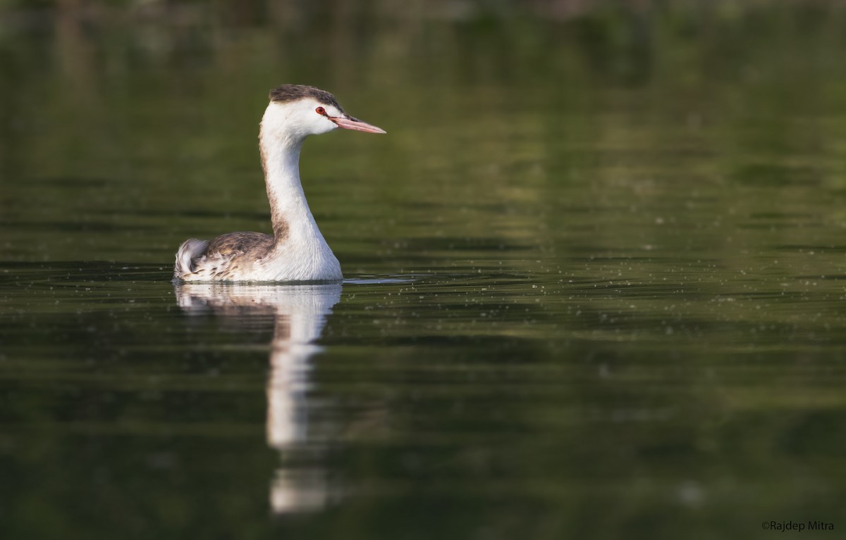 Great Crested Grebe - ML280934471