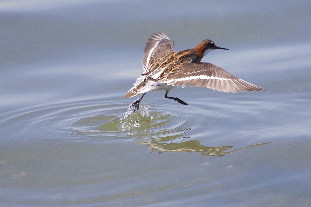 Red-necked Phalarope - Rob O'Donnell