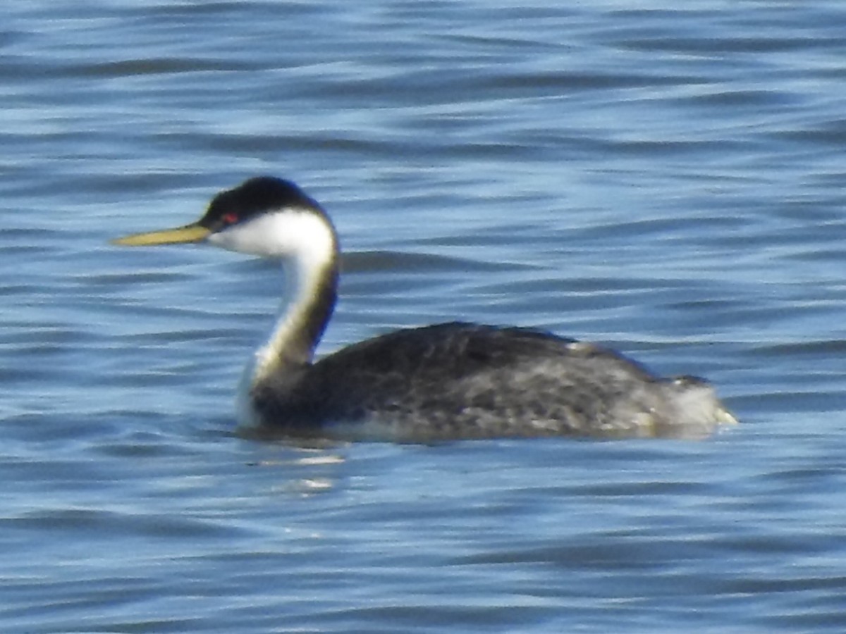 Western Grebe - Mike Thelen