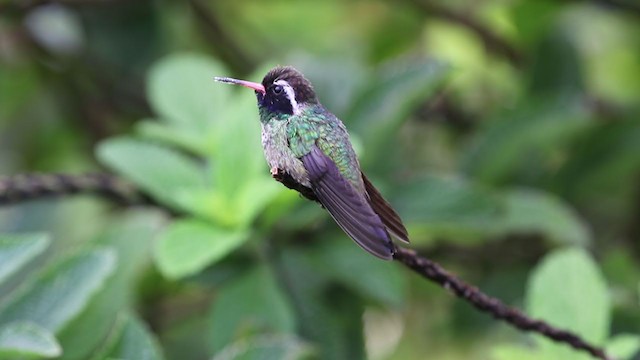 kolibřík bělouchý - ML280944701