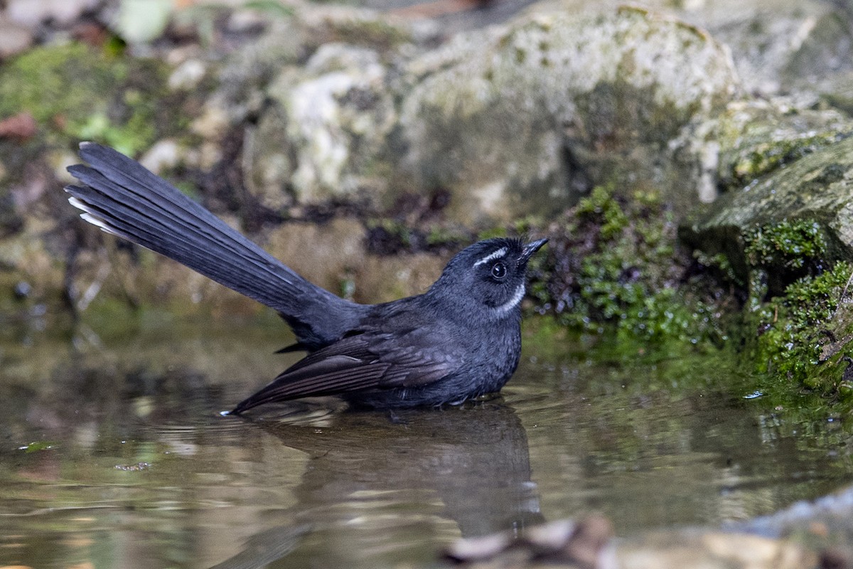White-throated Fantail - ML280945411