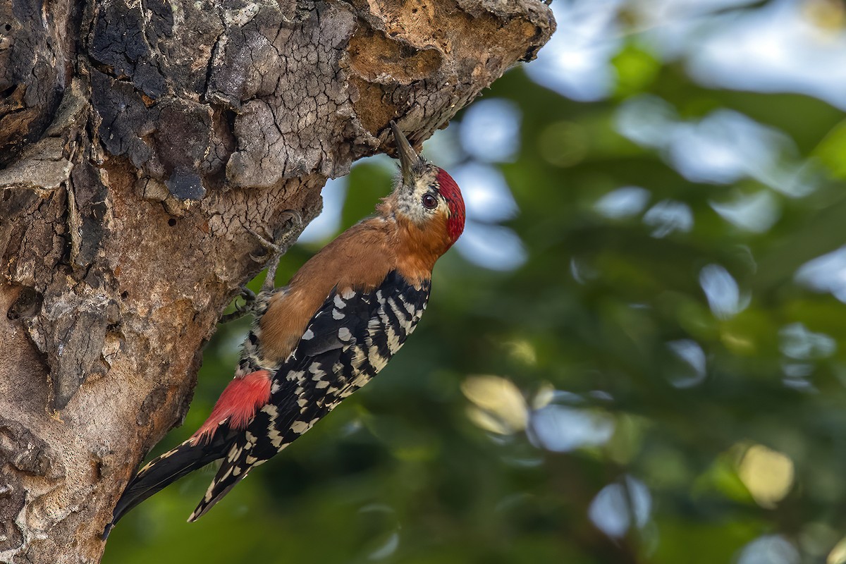 Rufous-bellied Woodpecker - ML280947731