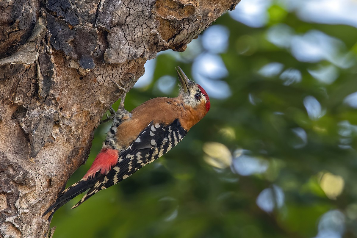 Rufous-bellied Woodpecker - Su Li