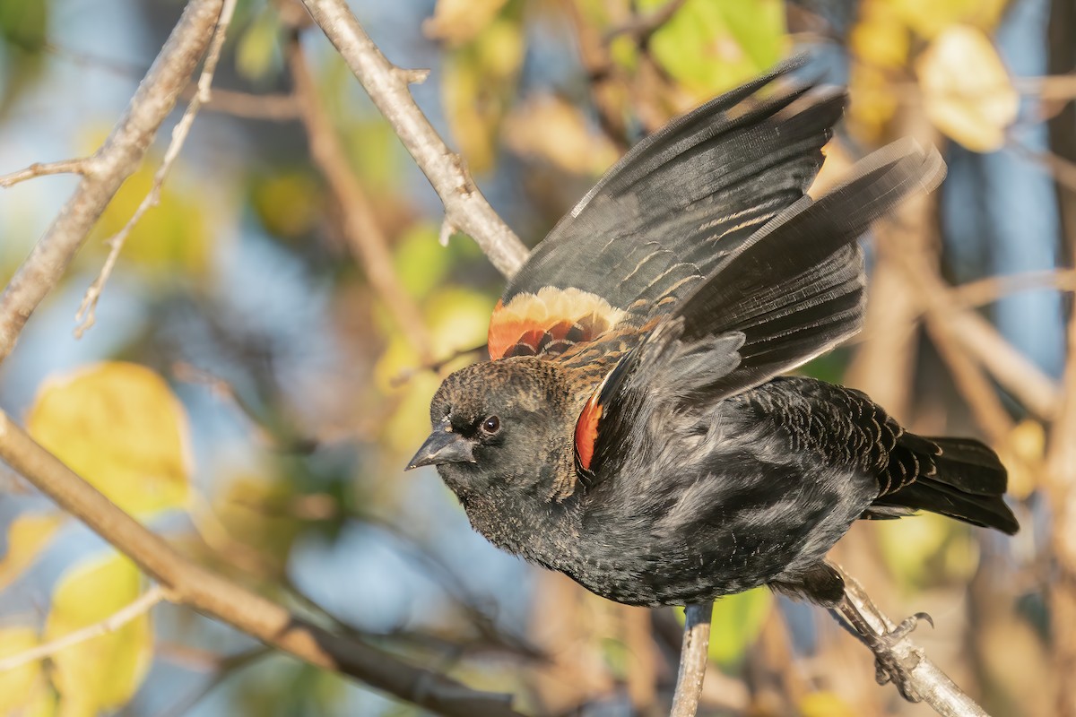 Red-winged Blackbird - Bill Wood