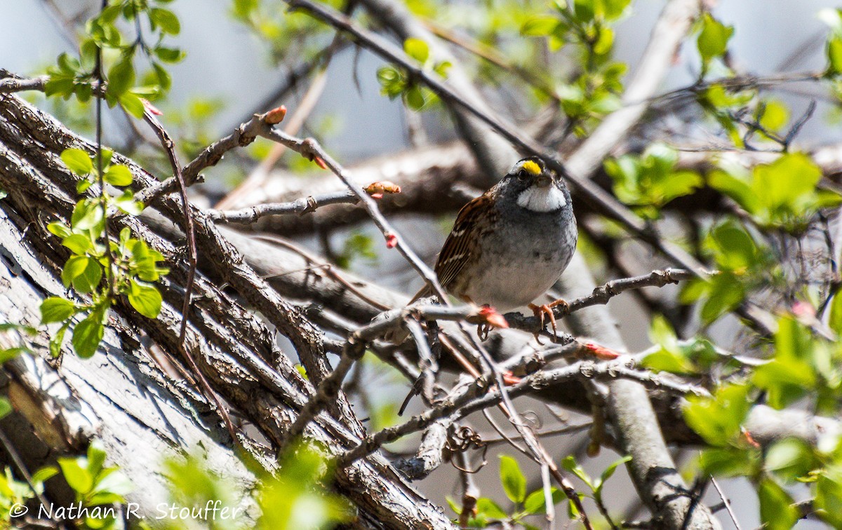 White-throated Sparrow - ML28095641