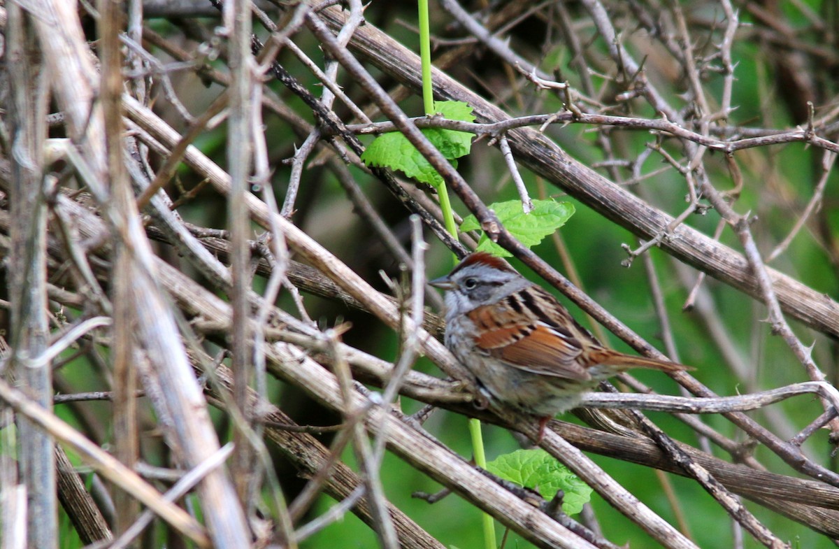 Swamp Sparrow - ML28095941