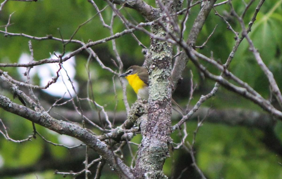 Yellow-breasted Chat - ML28096121