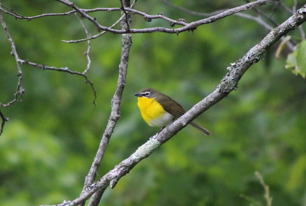 Yellow-breasted Chat - ML28096131