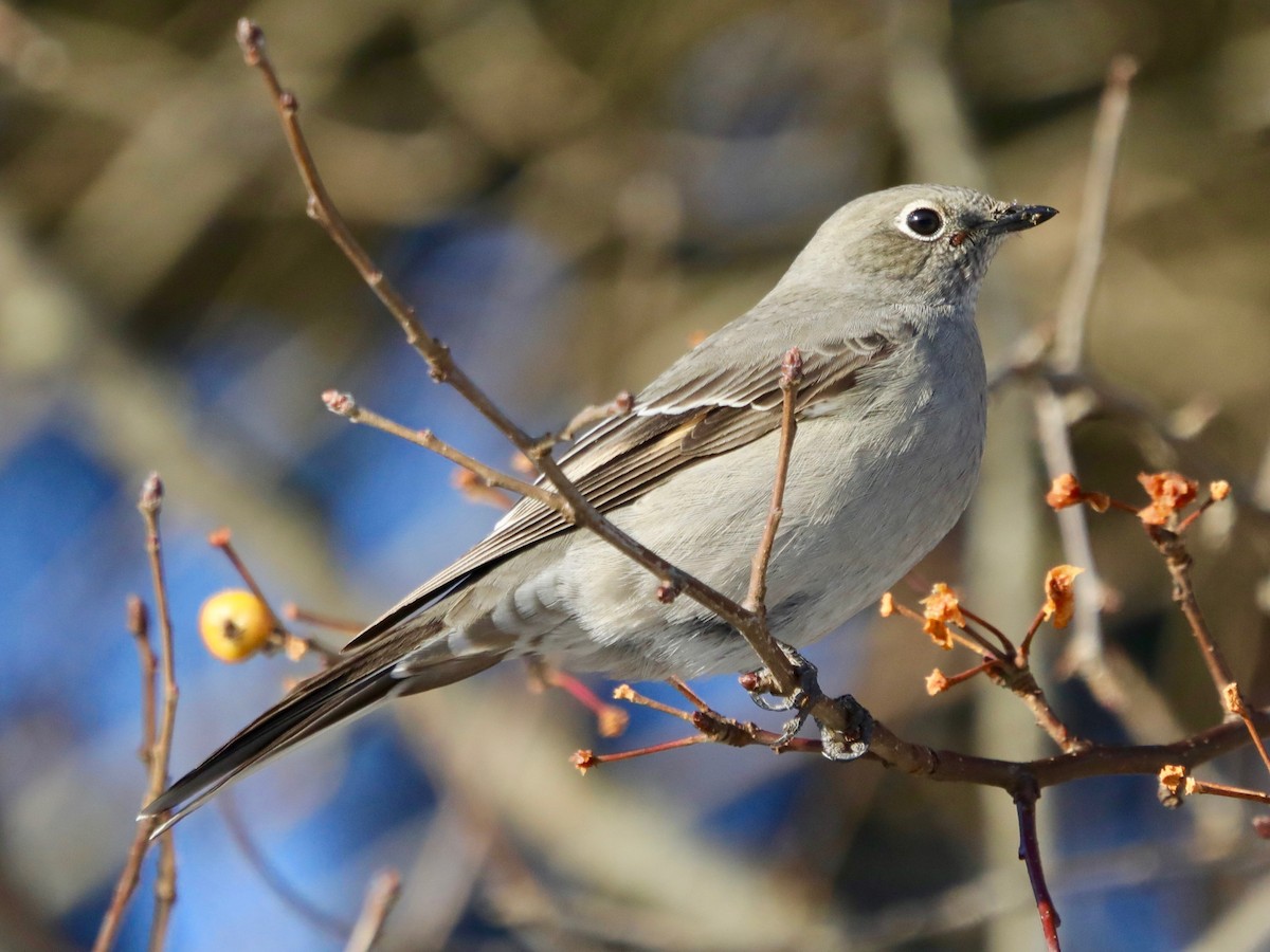 Townsend's Solitaire - ML280962181