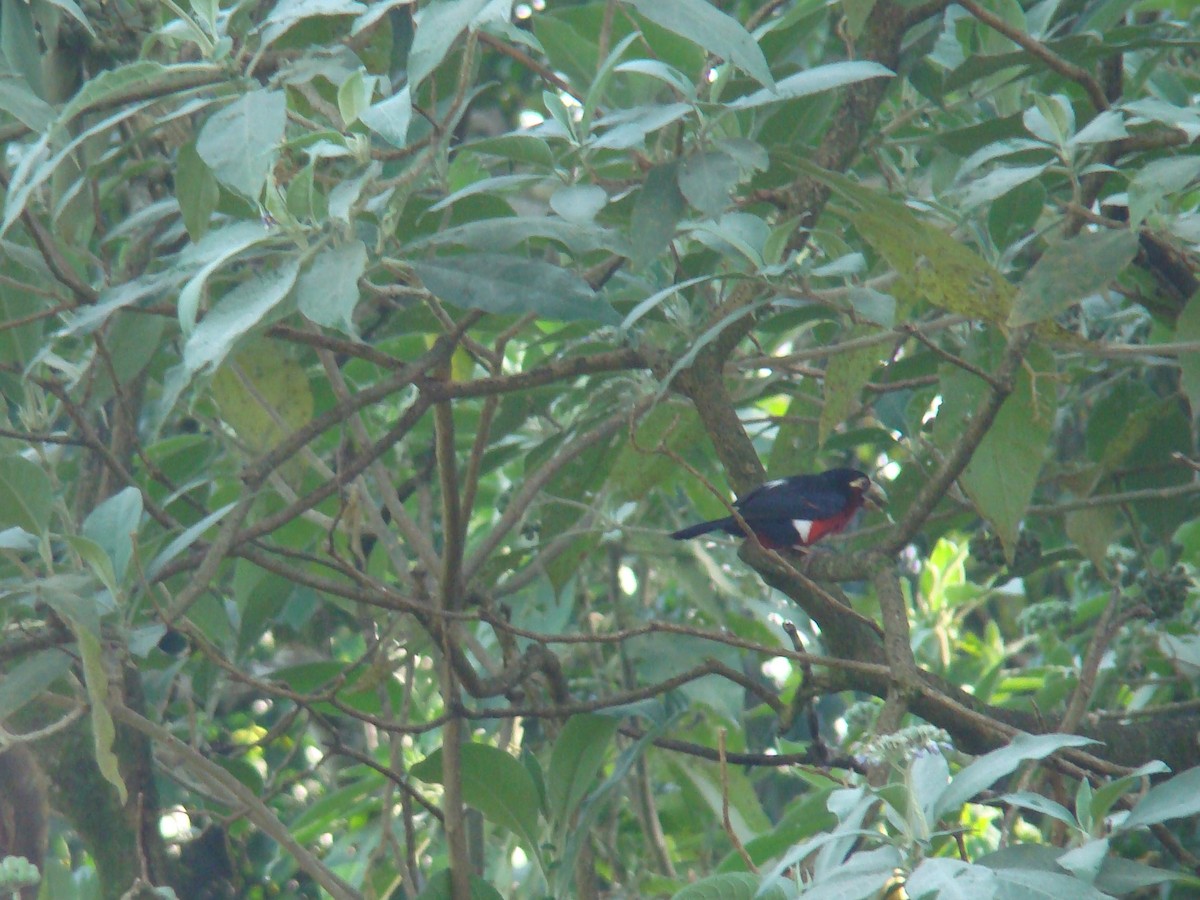 Double-toothed Barbet - ML280963741