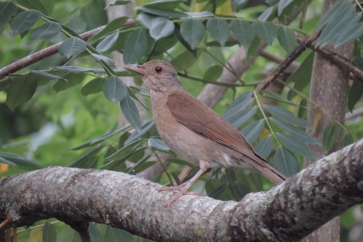 Pale-breasted Thrush - ML280969771