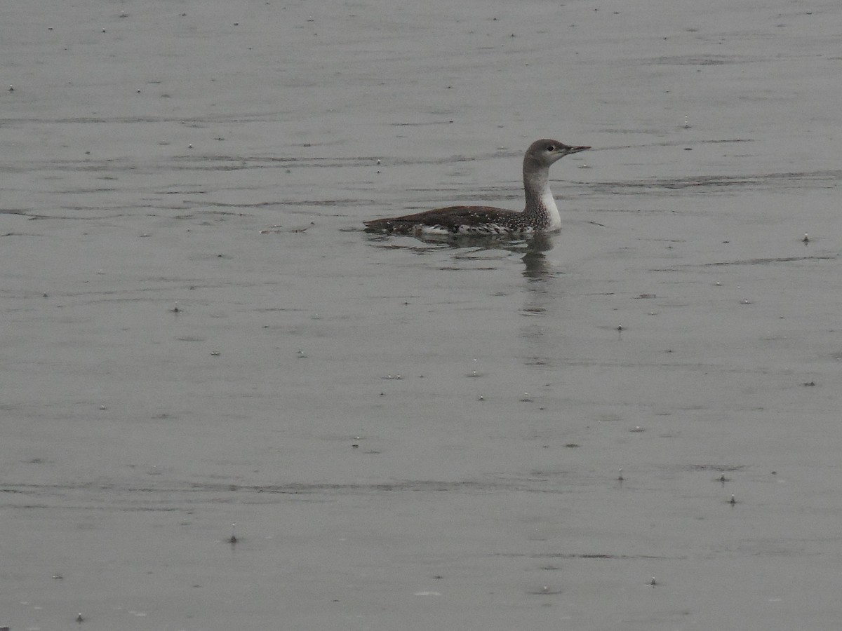 Red-throated Loon - ML280970931