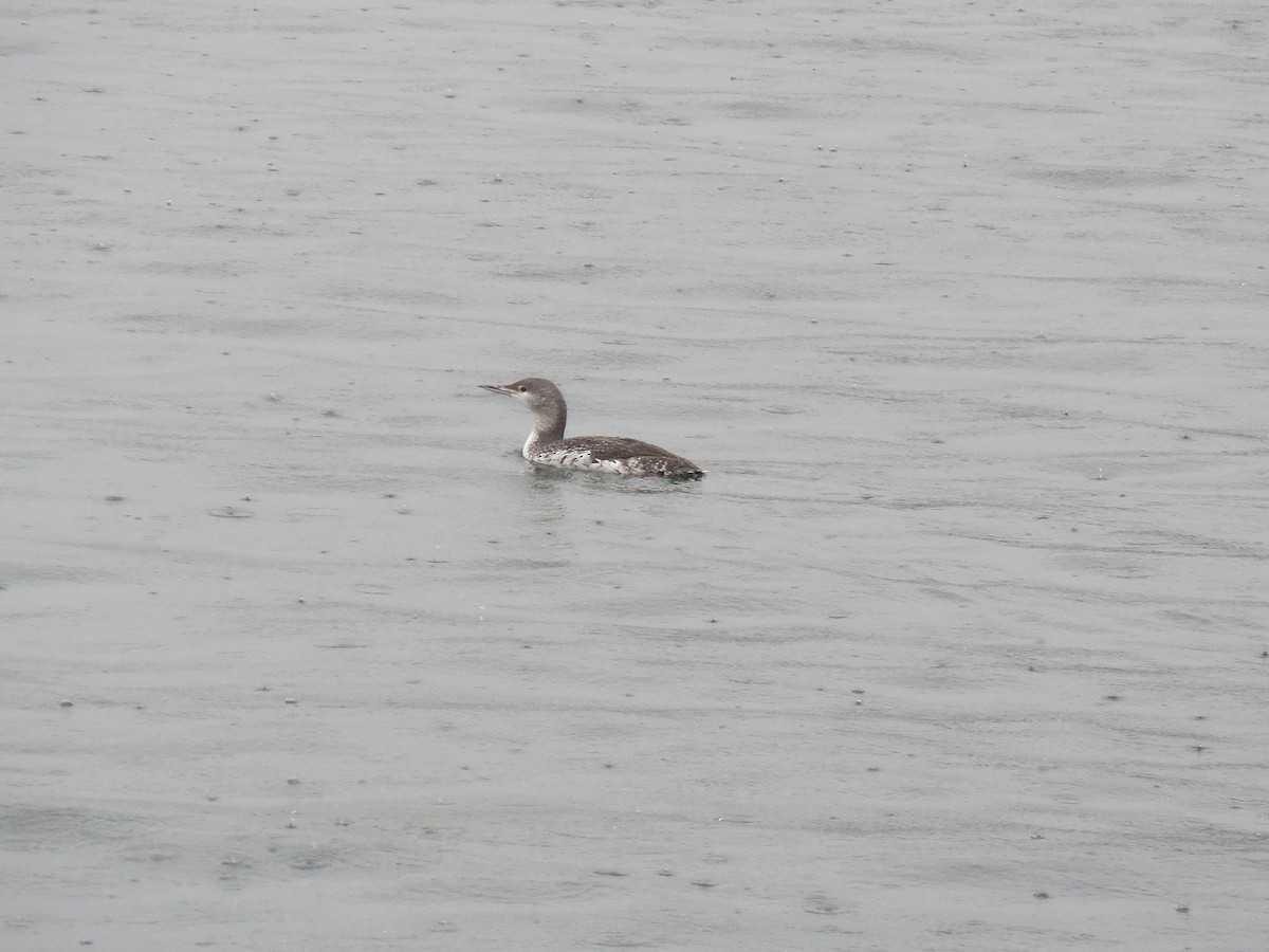 Red-throated Loon - ML280971011