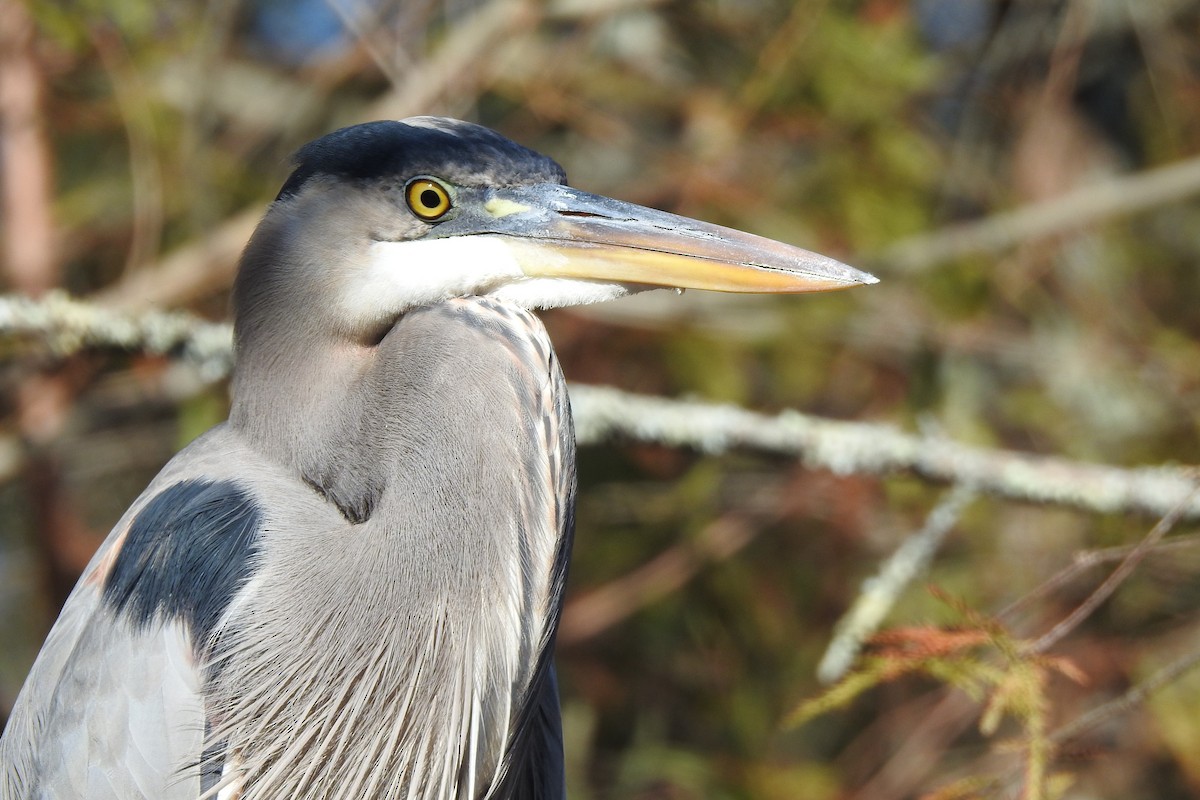 eBird Checklist 18 Nov 2020 Stumpy Lake Natural Area 2 species