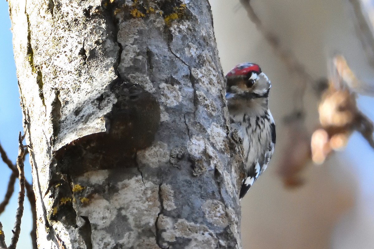 Lesser Spotted Woodpecker - ML280989021