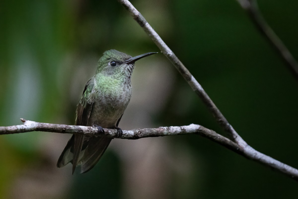 kolibřík skvrnitoprsý - ML280989351