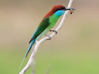 ルリノドハチクイ - eBird