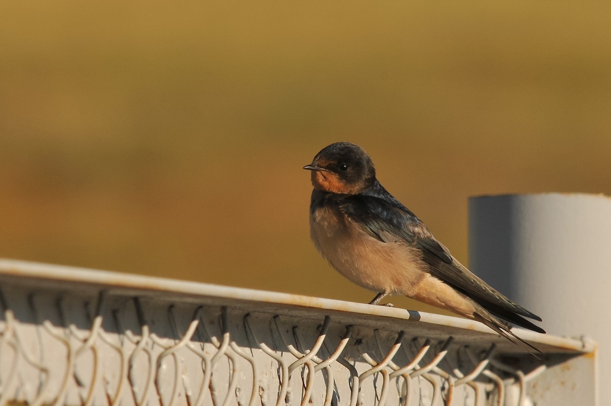 Barn Swallow (Tytler's) - ML280995861